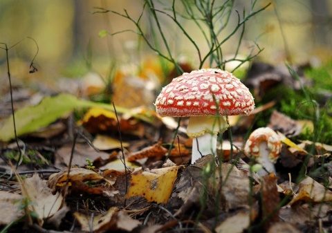 ZATRUTE OWOCE I WARZYWA