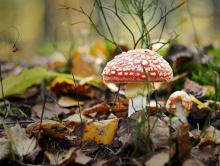 ZATRUTE OWOCE I WARZYWA